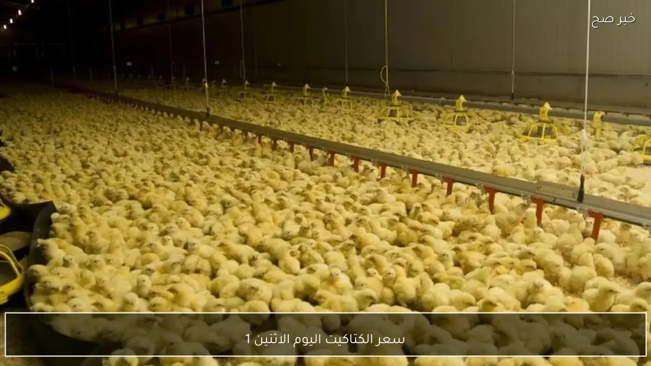 “فرص الاستثمار” سعر الكتاكيت اليوم الاثنين 19 يناير 2026 في مصر