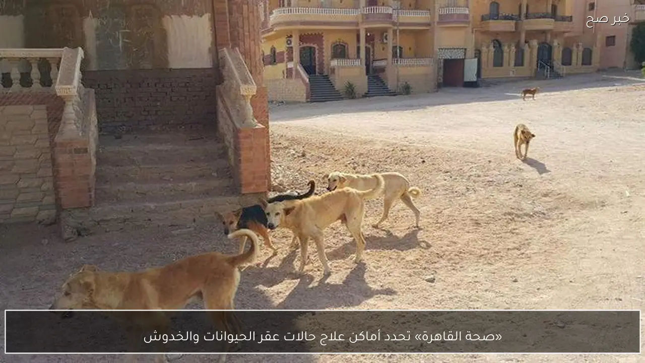 «صحة القاهرة» تحدد أماكن علاج حالات عقر الحيوانات والخدوش