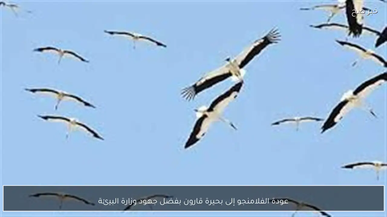 عودة الفلامنجو إلى بحيرة قارون بفضل جهود وزارة البيئة