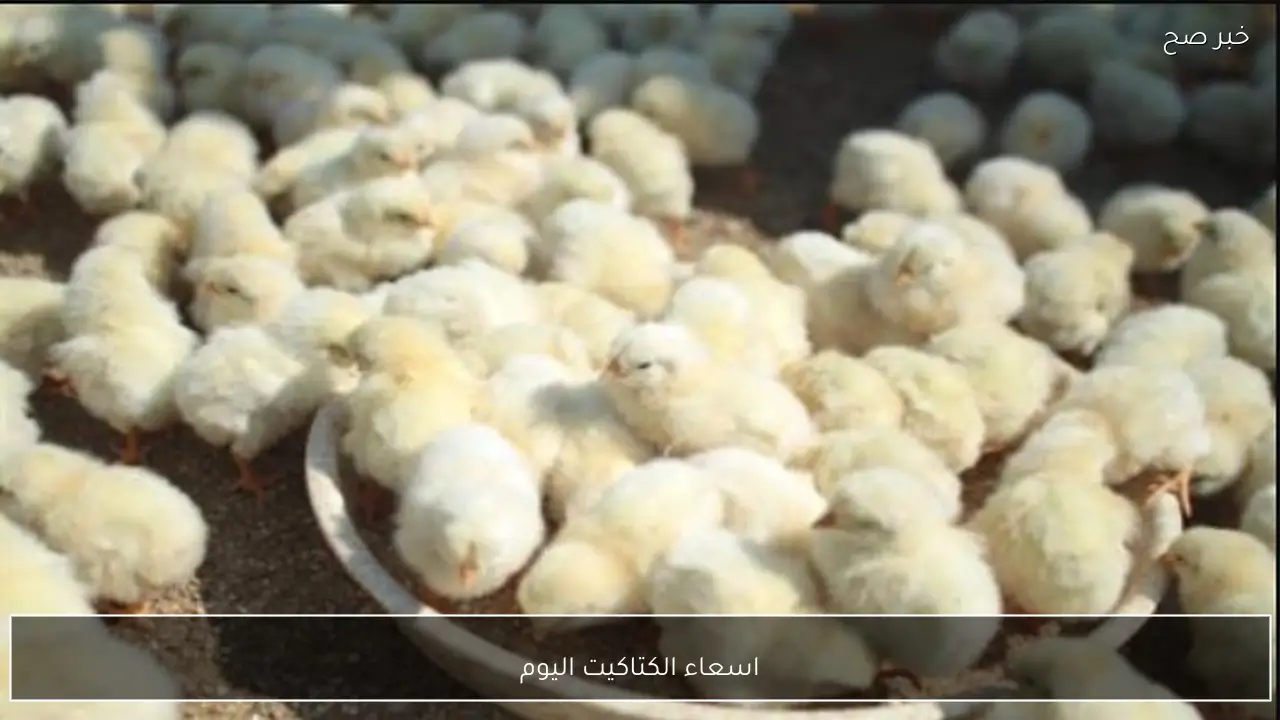 تحديث اسعاء الكتاكيت اليوم السبت 17 يناير 2026 في الاسواق