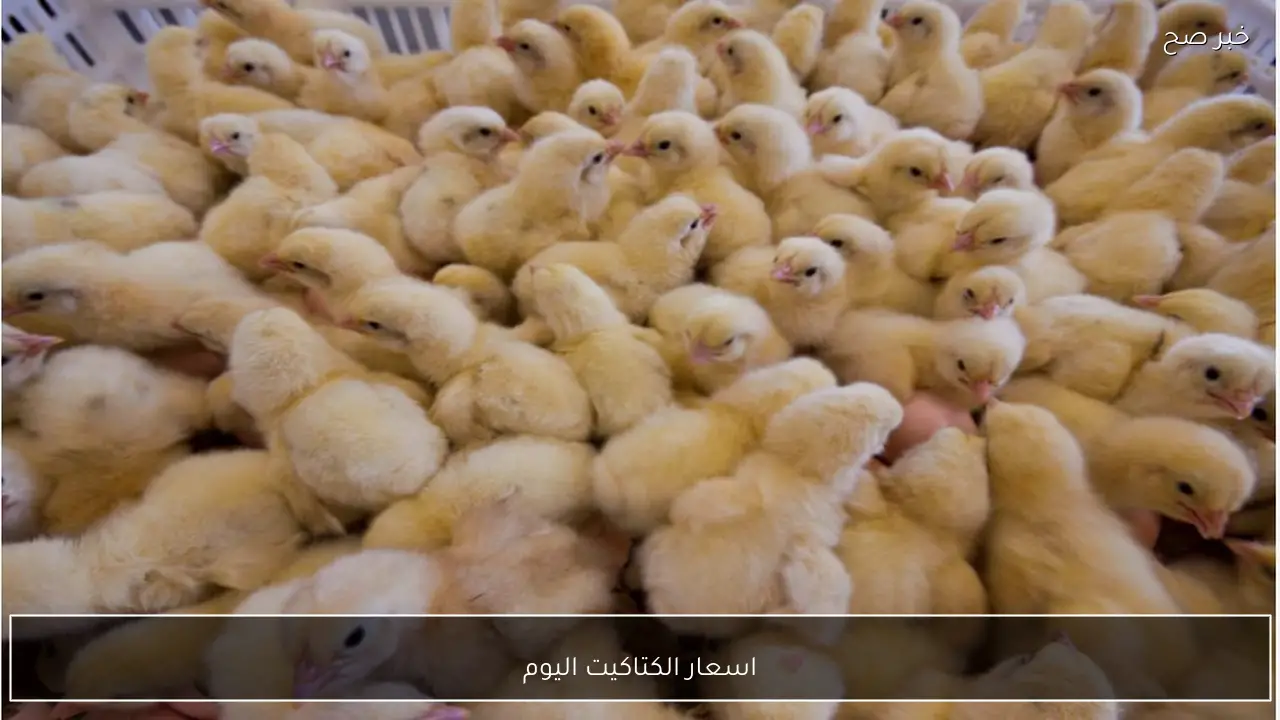 “الأبيض عمر يوم” اسعار الكتاكيت اليوم تستقر في الشركات المحليـة