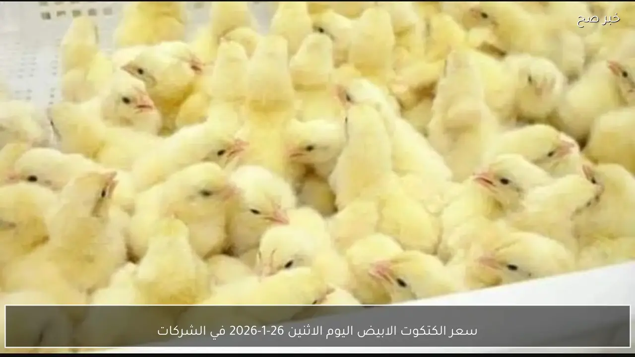 سعر الكتكوت الابيض اليوم الاثنين 26-1-2026 يربك حسابات المربين