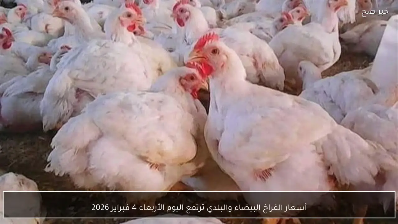أسعار الفراخ البيضاء والبلدي ترتفع اليوم الأربعاء 4 فبراير 2026