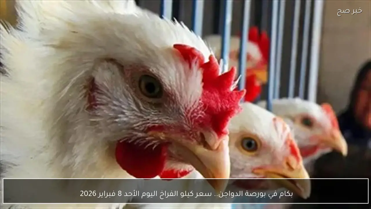 بكام في بورصة الدواجن.. سعر كيلو الفراخ اليوم الأحد 8 فبراير 2026 