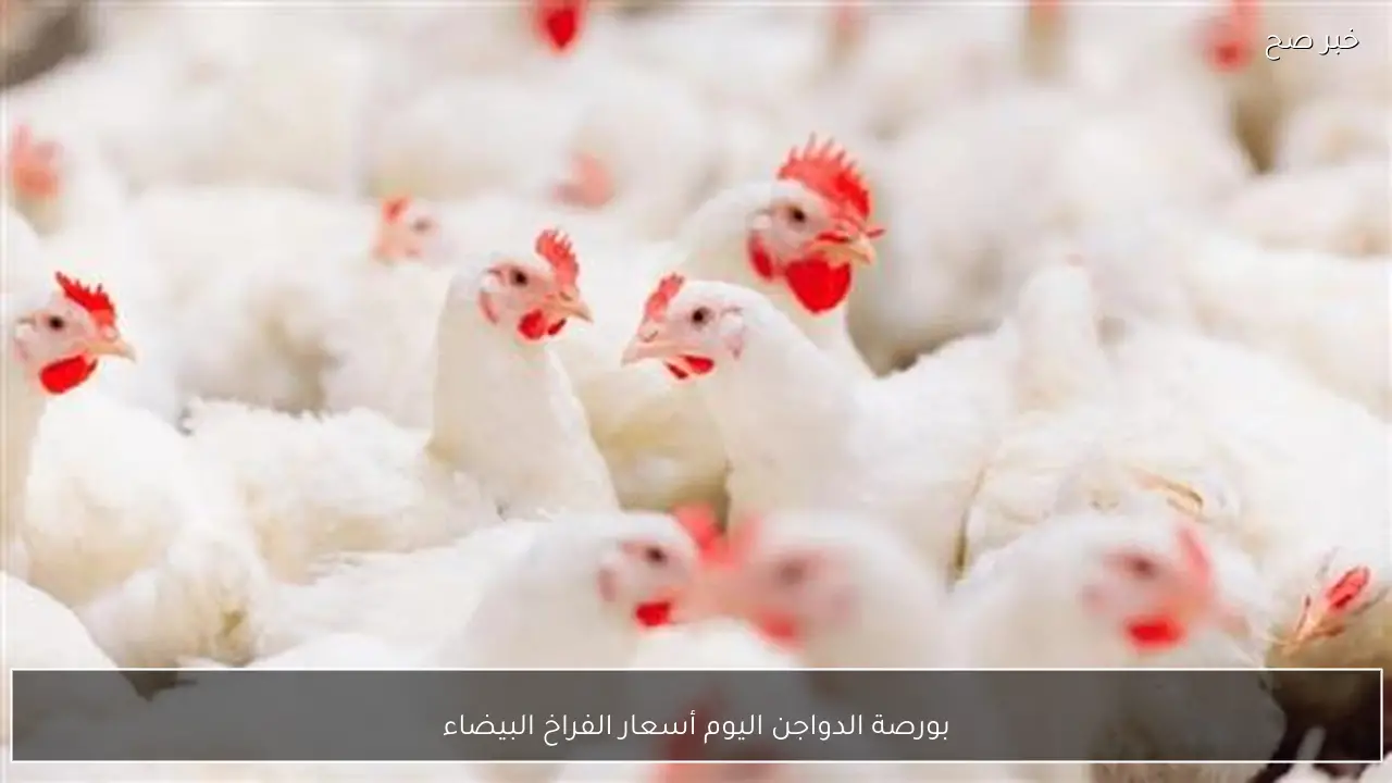 الكيلو بكام؟.. بورصة الدواجن اليوم أسعار الفراخ البيضاء الاثنين 16 فبراير 2026 للمستهلك في مصر