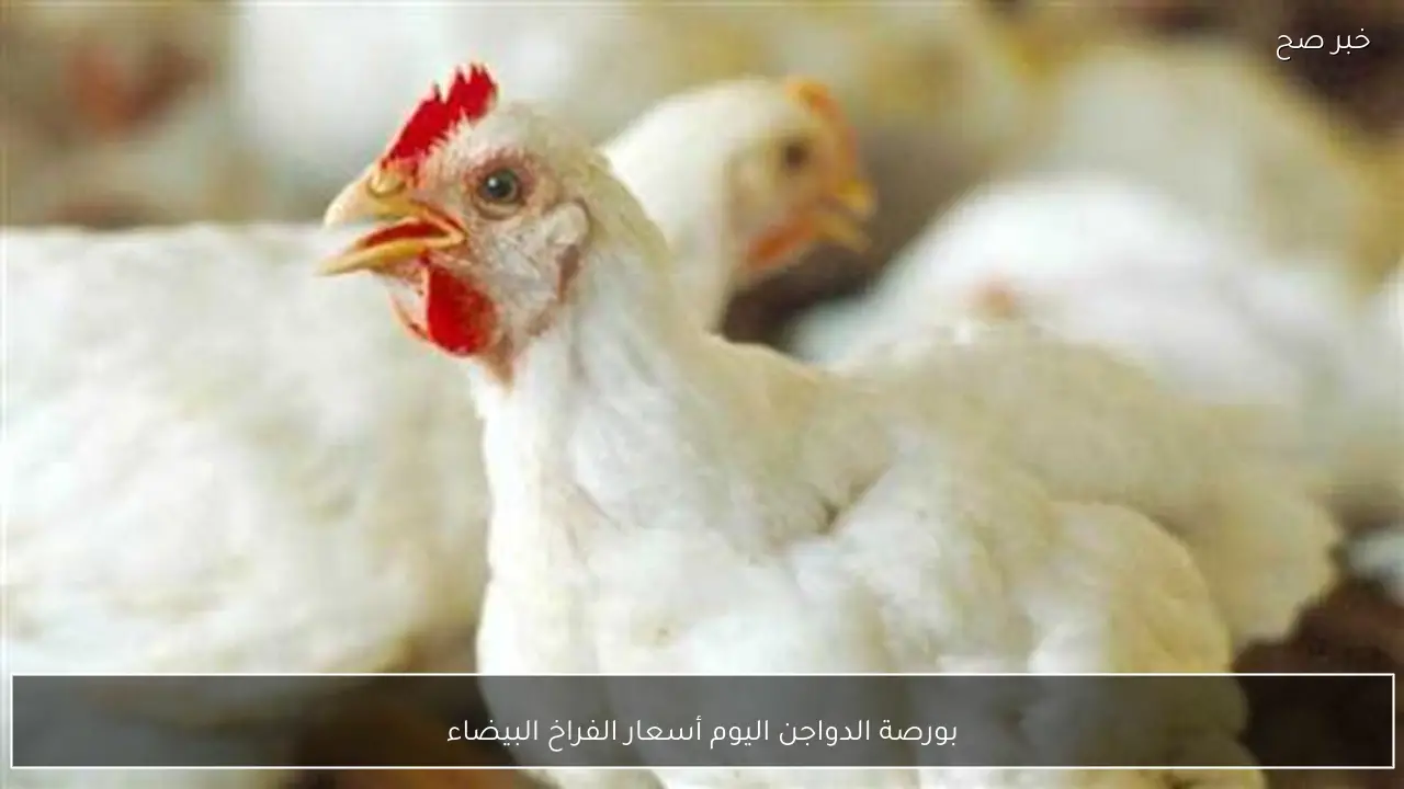 ارتفاع بورصة الدواجن اليوم أسعار الفراخ البيضاء الثلاثاء 24-2-2026 للمستهلك في مصر