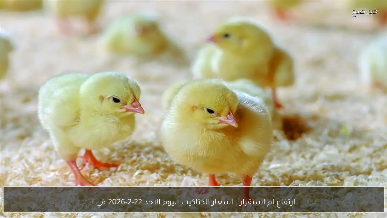 ارتفاع ام استقرار.. اسعار الكتاكيت اليوم الاحد 22-2-2026 في الاسواق المحلية وبورصة الدواجن