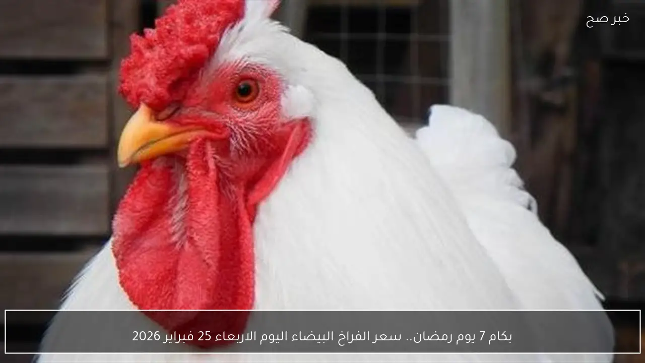 بكام 7 يوم رمضان.. سعر الفراخ البيضاء اليوم الاربعاء 25 فبراير 2026