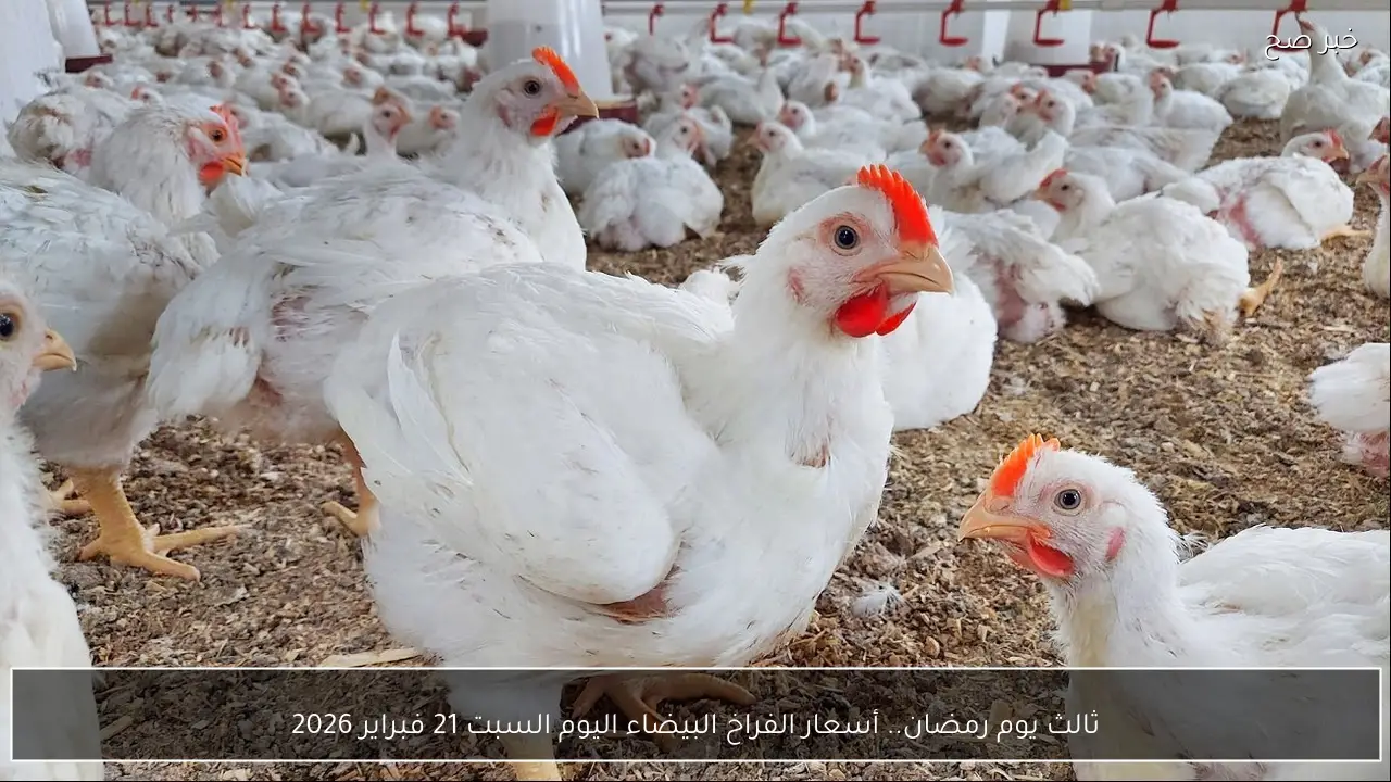 بكام النهارده؟ أسعار الفراخ البيضاء اليوم السبت ثالث يوم رمضان 2026
