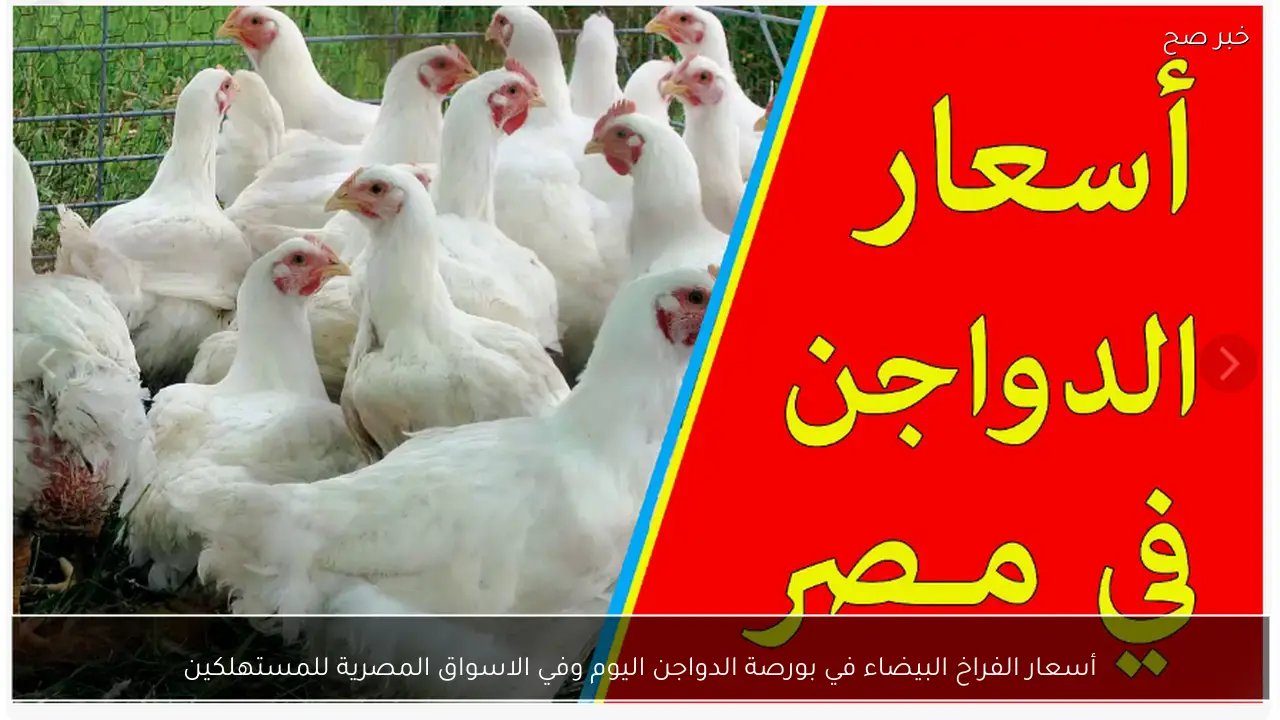 أسعار الفراخ البيضاء في بورصة الدواجن اليوم وفي الاسواق المصرية للمستهلكين
