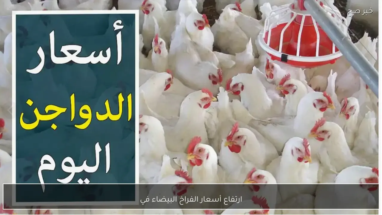 ارتفاع أسعار الفراخ البيضاء في بورصة الدواجن اليوم في مصر.. الكيلو بكام؟