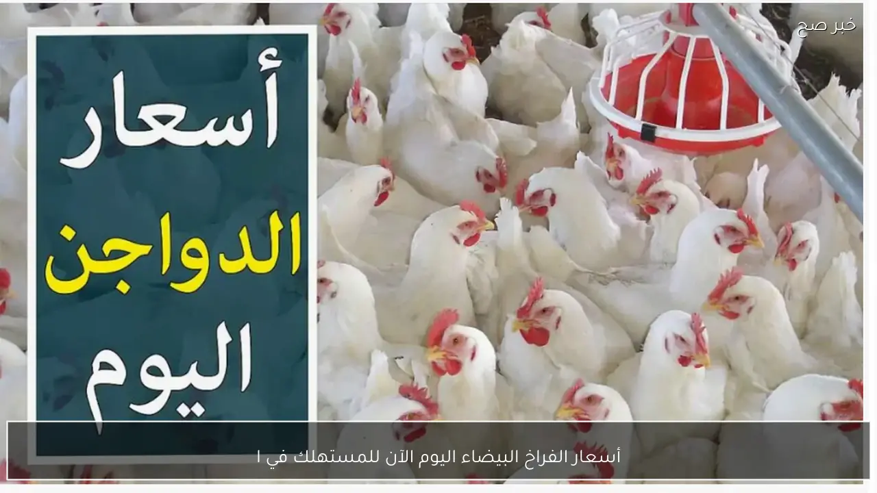 الكيلو بكام؟.. أسعار الفراخ البيضاء اليوم الآن للمستهلك في الاسواق المصرية وفي بورصة الدواجن الرئيسية