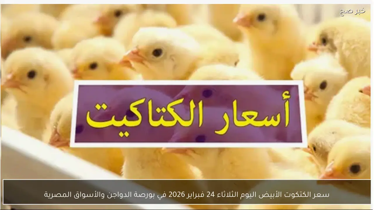 عمر يوم بكام؟.. سعر الكتكوت الأبيض اليوم الثلاثاء 24 فبراير 2026 في بورصة الدواجن والأسواق المصرية