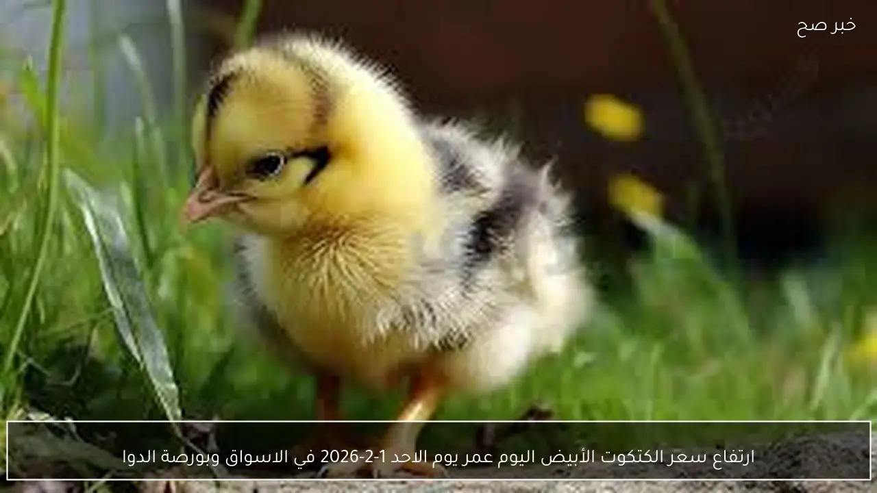 ارتفاع سعر الكتكوت الأبيض اليوم عمر يوم الاحد 1-2-2026 في الاسواق وبورصة الدواجن