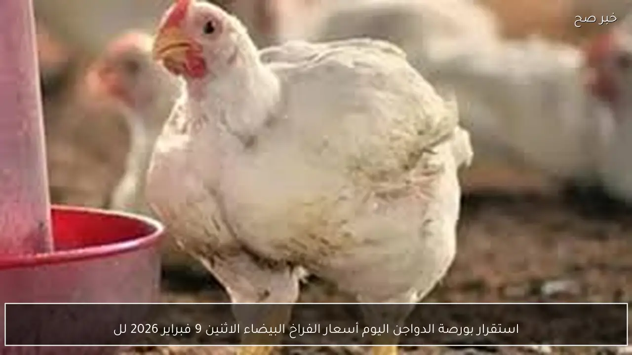 استقرار بورصة الدواجن اليوم أسعار الفراخ البيضاء الاثنين 9 فبراير 2026 للمستهلك بمنتصف التعاملات