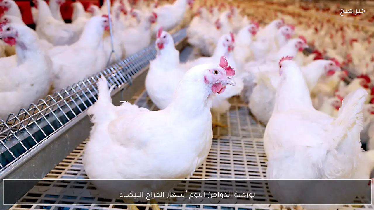 ارتفاع أسعار الفراخ البيضاء في بورصة الدواجن اليوم وفي الاسواق المصرية للمستهلكين