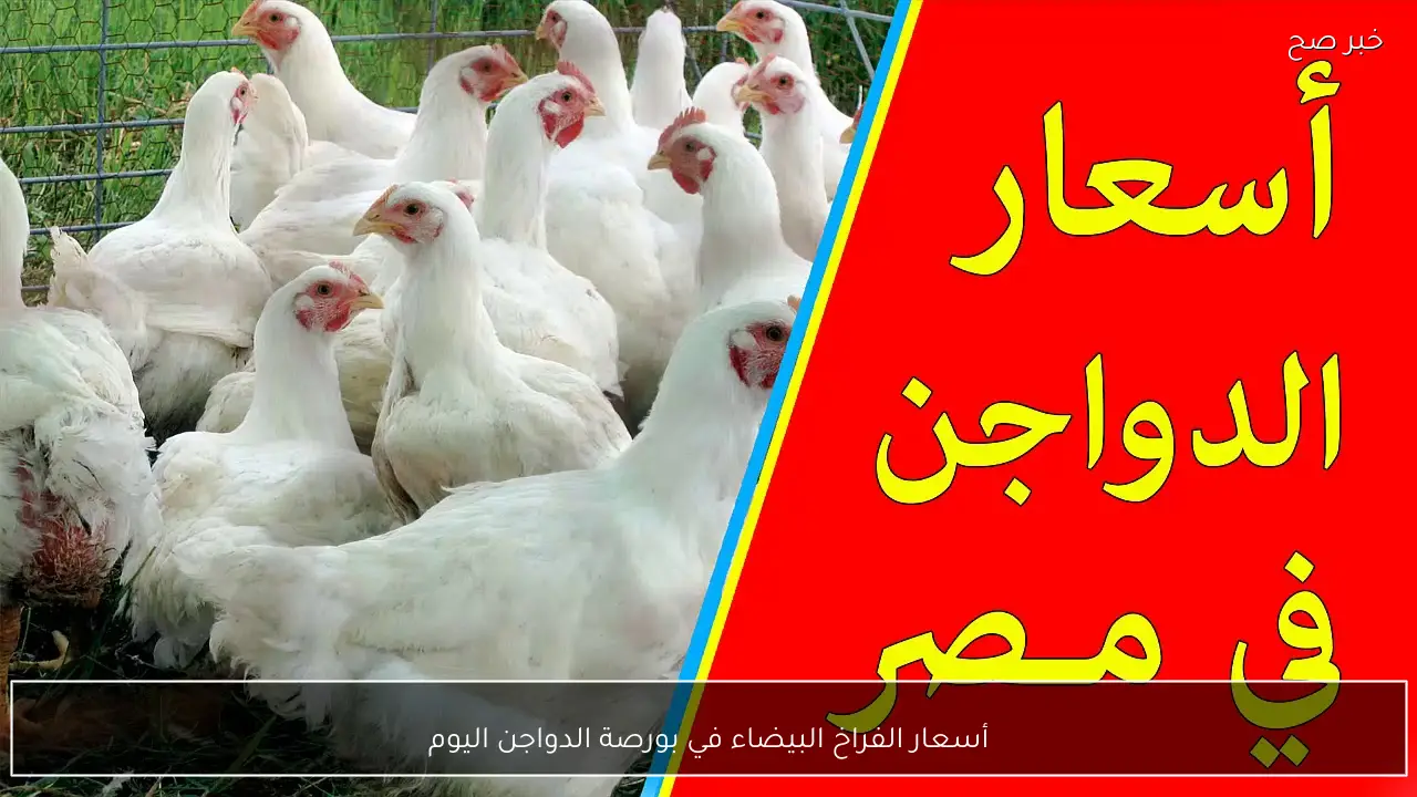 تراجع أسعار الفراخ البيضاء في بورصة الدواجن اليوم والأسواق المصرية للمستهلكين