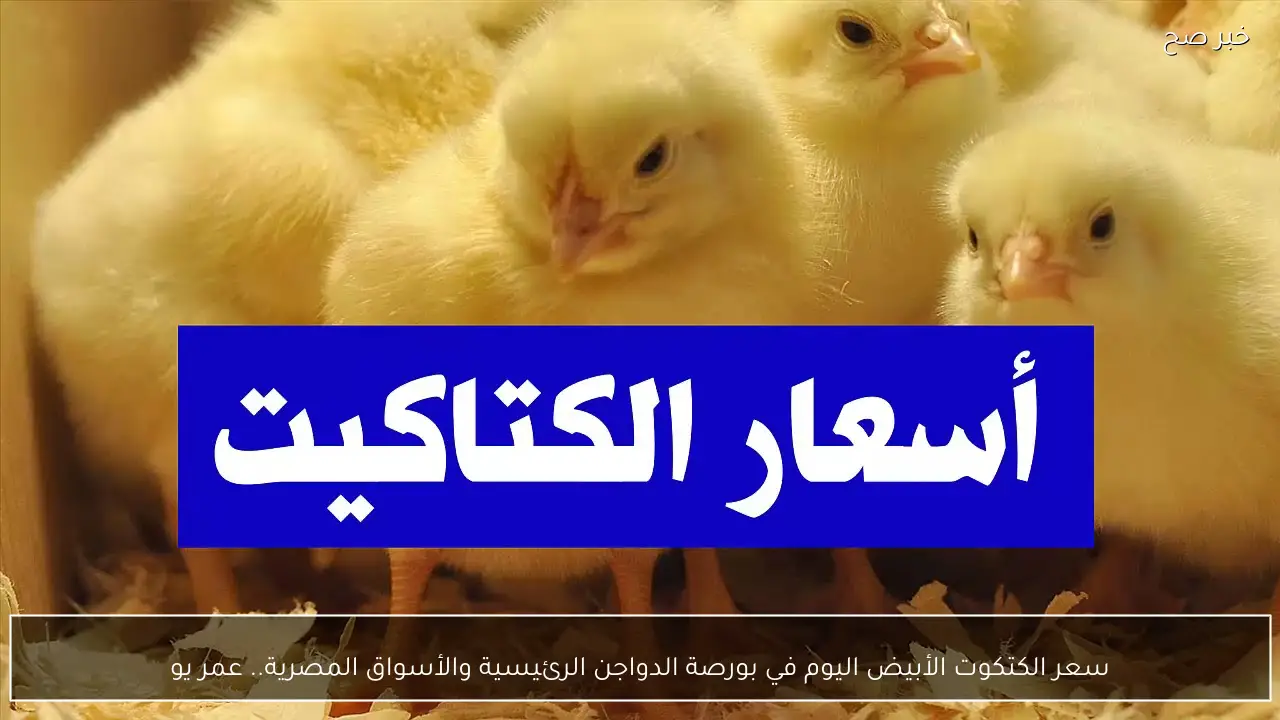 سعر الكتكوت الأبيض اليوم في بورصة الدواجن الرئيسية والأسواق المصرية.. عمر يوم بكام؟