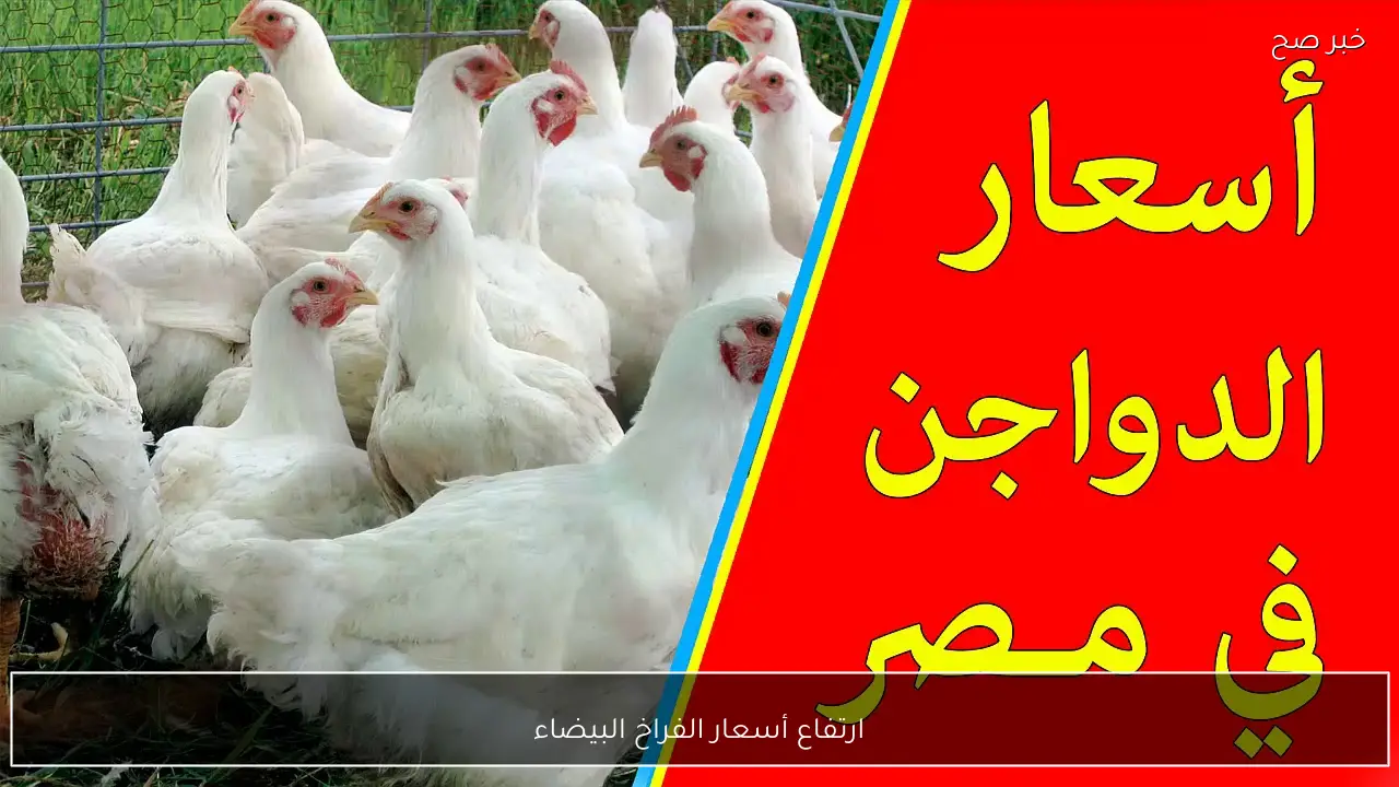 ارتفاع أسعار الفراخ البيضاء في بورصة الدواجن اليوم والأسواق المصرية للمستهلك