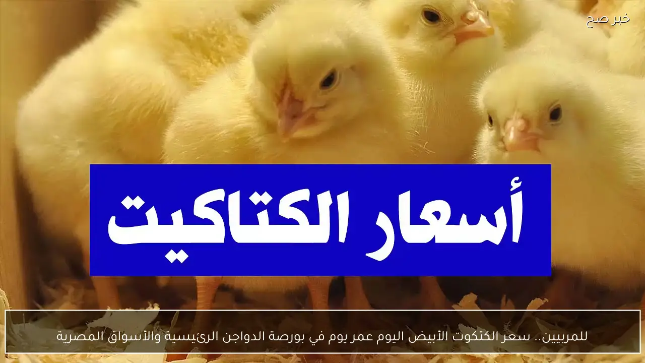 للمربيين.. سعر الكتكوت الأبيض اليوم عمر يوم في بورصة الدواجن الرئيسية والأسواق المصرية