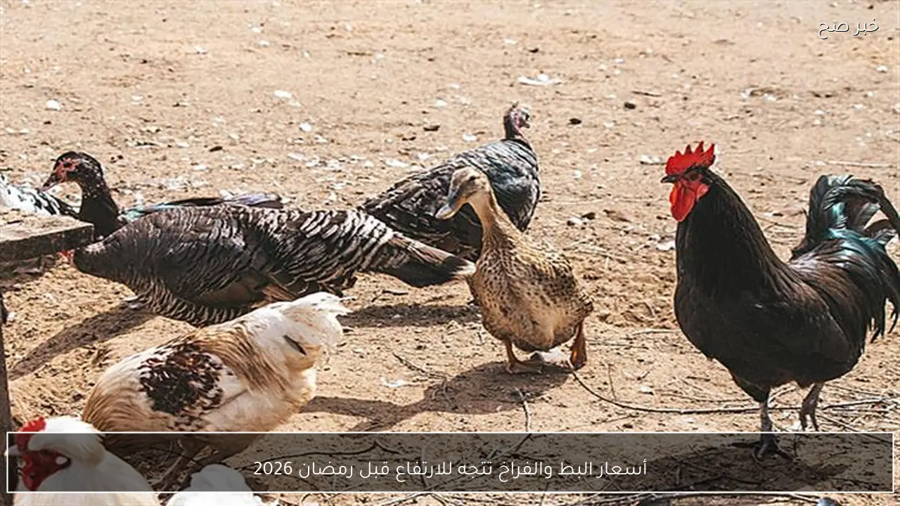 أسعار البط والفراخ تتجه للارتفاع قبل رمضان 2026