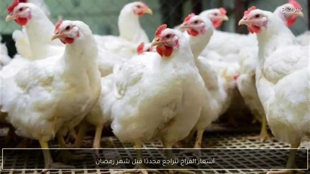 أسعار الفراخ تتراجع مجددًا قبل شهر رمضان