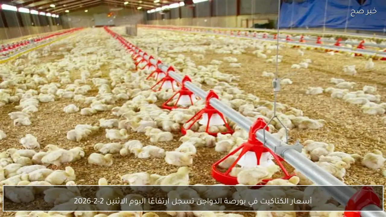 أسعار الكتاكيت في بورصة الدواجن تسجل ارتفاعًا اليوم الاثنين 2-2-2026