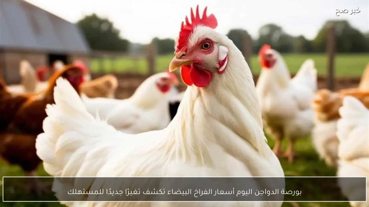 بورصة الدواجن اليوم أسعار الفراخ البيضاء تكشف تغيرًا جديدًا للمستهلك