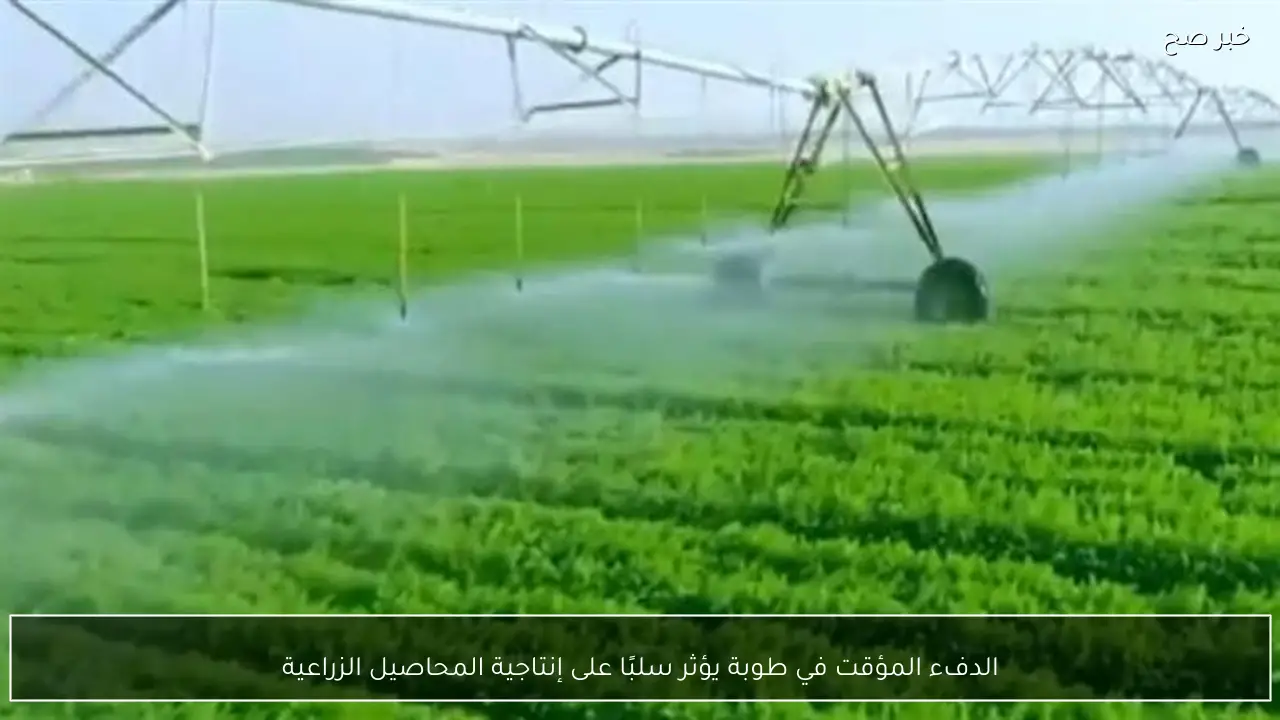 الدفء المؤقت في طوبة يؤثر سلبًا على إنتاجية المحاصيل الزراعية