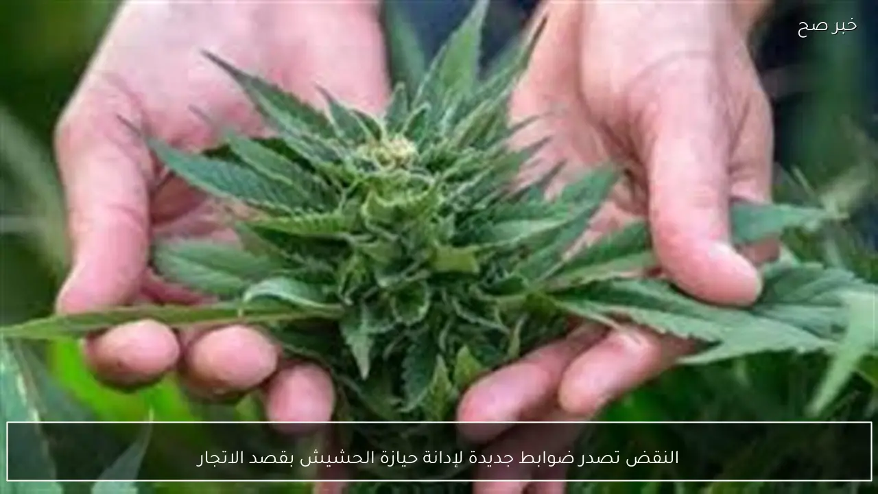 النقض تصدر ضوابط جديدة لإدانة حيازة الحشيش بقصد الاتجار