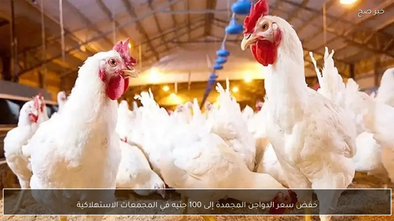 خفض سعر الدواجن المجمدة إلى 100 جنيه في المجمعات الاستهلاكية