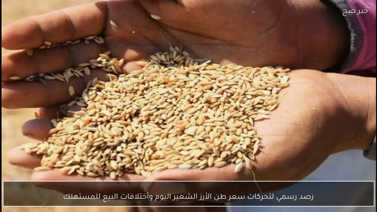 رصد رسمي لتحركات سعر طن الأرز الشعير اليوم وأختلافات البيع للمستهلك