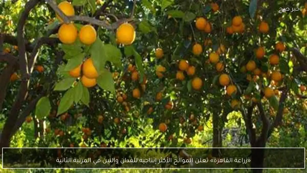 «زراعة القاهرة» تعلن الموالح الأكثر إنتاجية للفدان والتين في المرتبة الثانية