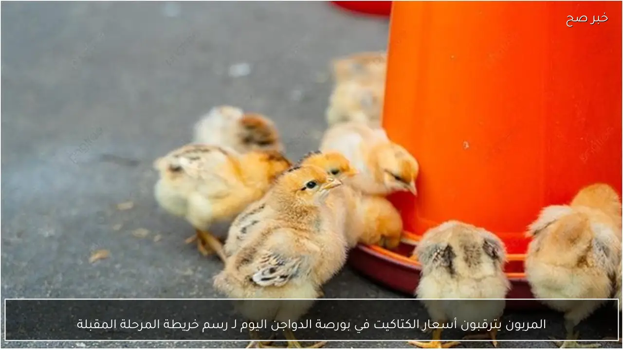 المربون يترقبون أسعار الكتاكيت في بورصة الدواجن اليوم لـ رسم خريطة المرحلة المقبلة