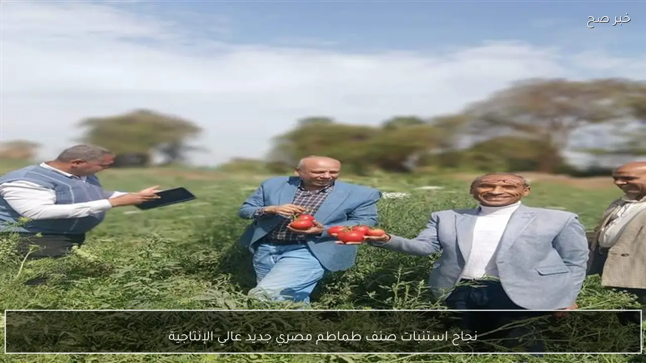 نجاح استنبات صنف طماطم مصري جديد عالي الإنتاجية