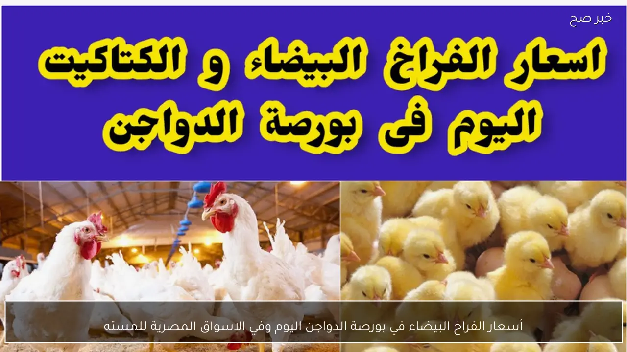 ارتفاع أسعار الفراخ البيضاء في بورصة الدواجن اليوم وفي الاسواق المصرية للمستهلكين