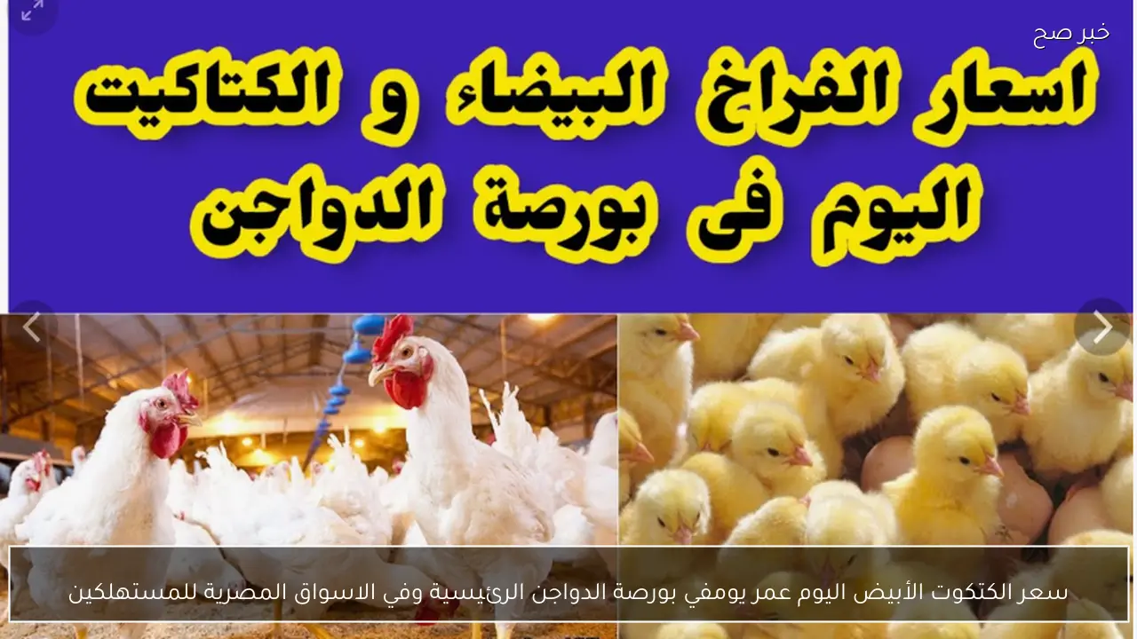 سعر الكتكوت الأبيض اليوم عمر يوم في بورصة الدواجن الرئيسية وفي الاسواق المصرية للمستهلكين