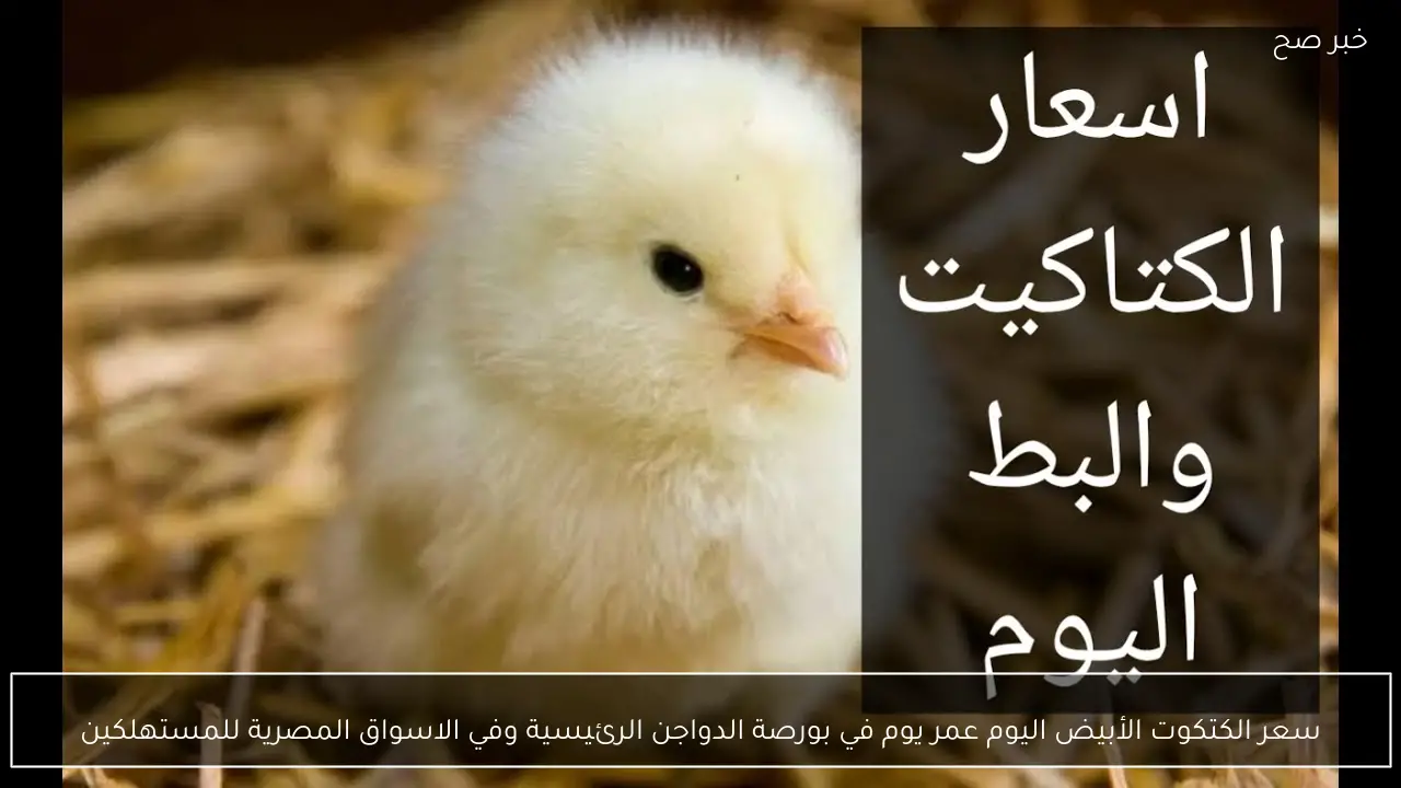 سعر الكتكوت الأبيض اليوم عمر يوم في بورصة الدواجن الرئيسية وفي الاسواق المصرية للمستهلكين