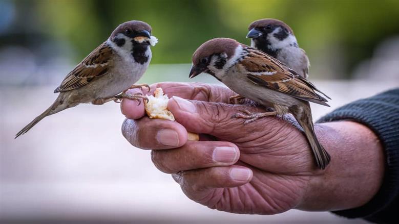 مظاهر الرفق بالحيوان في الإسلام.. «الإفتاء» توضح كيف تعامل النبي مع الحيوان