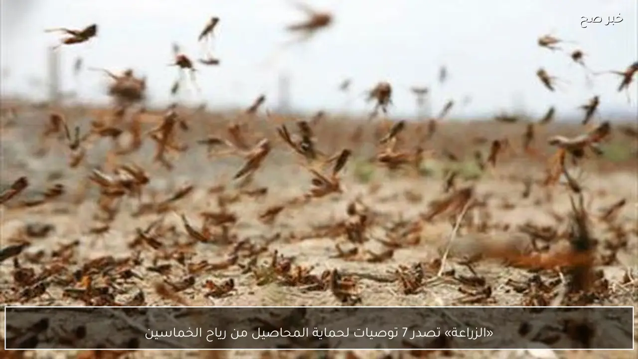 «الزراعة» تصدر 7 توصيات لحماية المحاصيل من رياح الخماسين