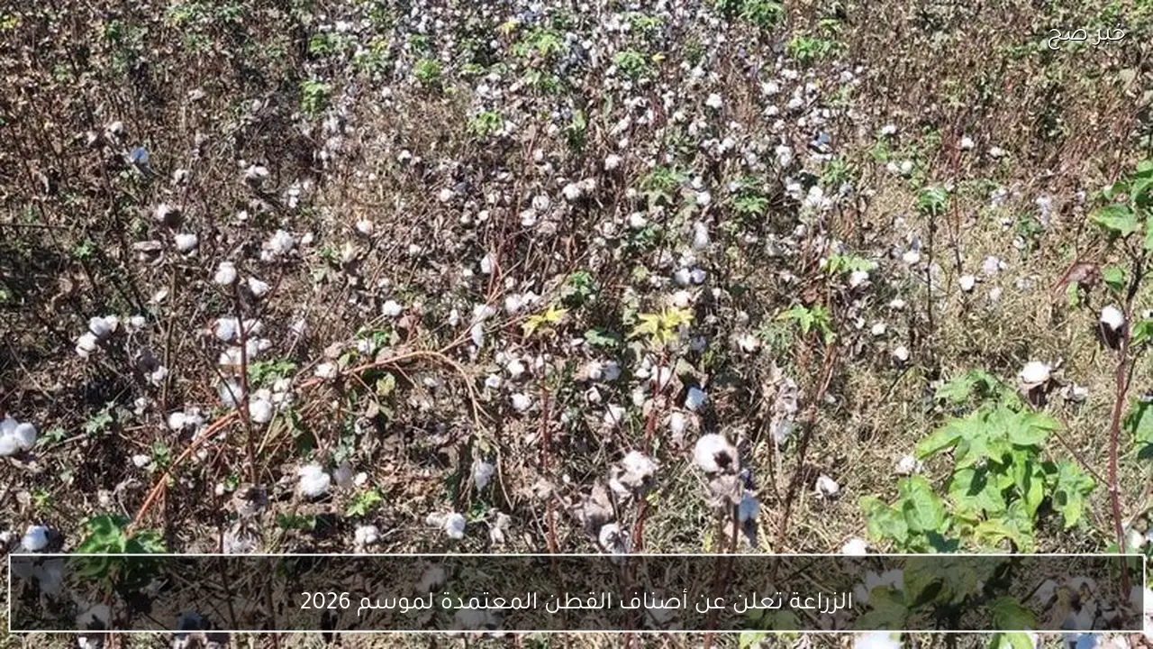الزراعة تعلن عن أصناف القطن المعتمدة لموسم 2026