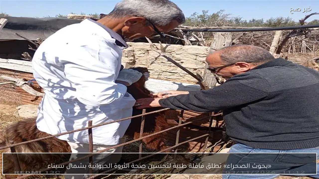«بحوث الصحراء» تطلق قافلة طبية لتحسين صحة الثروة الحيوانية بشمال سيناء