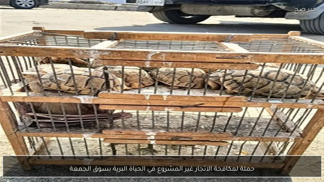 حملة لمكافحة الاتجار غير المشروع في الحياة البرية بسوق الجمعة