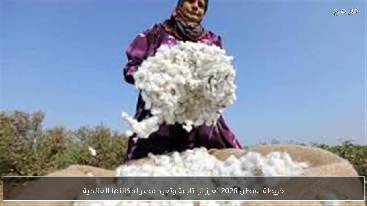 خريطة القطن 2026 تعزز الإنتاجية وتعيد مصر لمكانتها العالمية