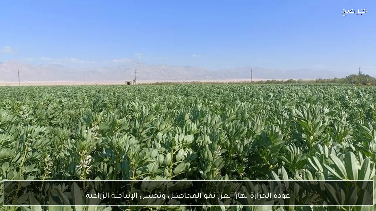 عودة الحرارة نهارًا تعزز نمو المحاصيل وتحسن الإنتاجية الزراعية