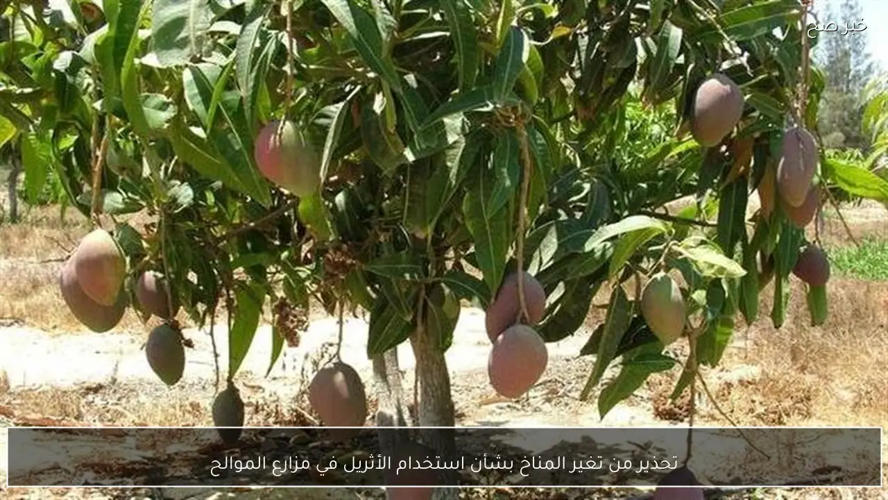 تحذير من تغير المناخ بشأن استخدام الأثريل في مزارع الموالح