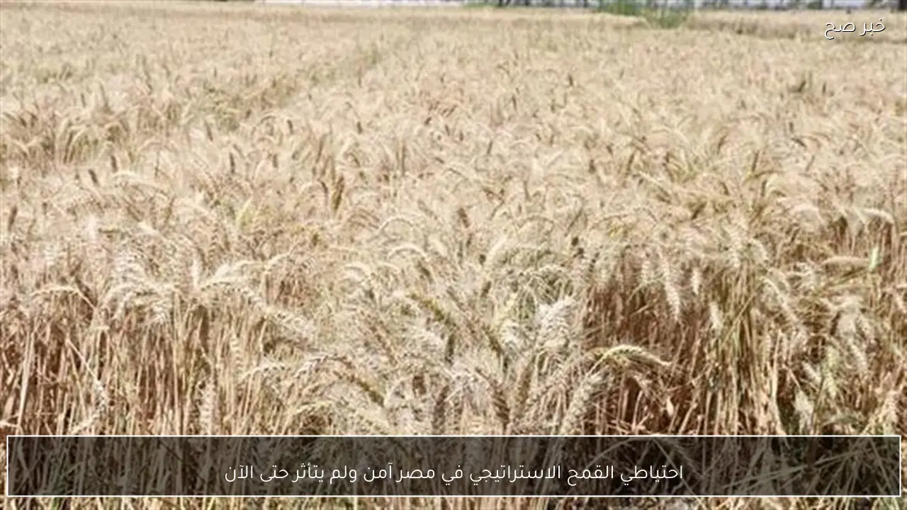 احتياطي القمح الاستراتيجي في مصر آمن ولم يتأثر حتى الآن