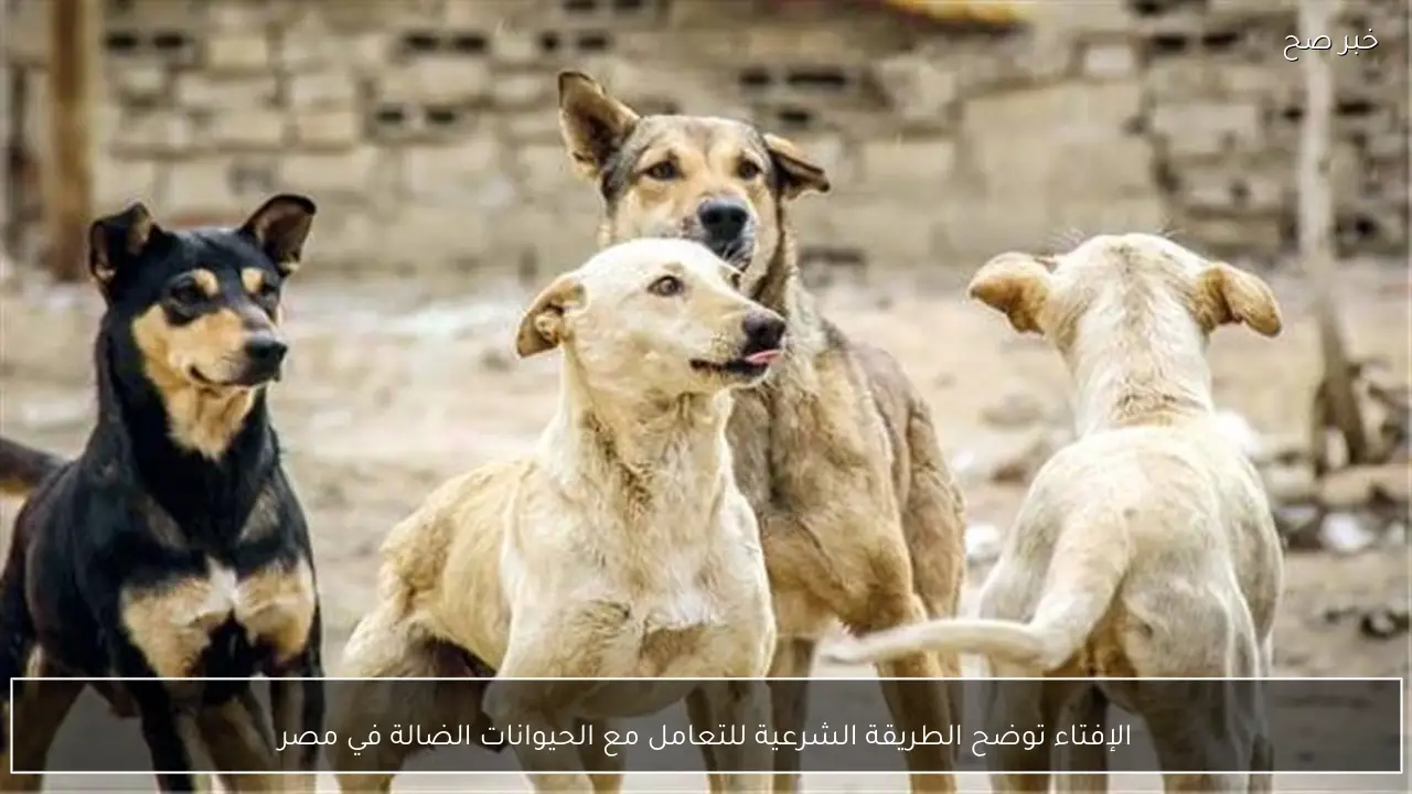 الإفتاء توضح الطريقة الشرعية للتعامل مع الحيوانات الضالة في مصر