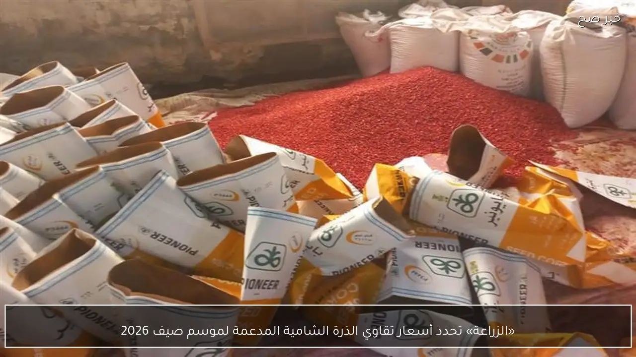 «الزراعة» تحدد أسعار تقاوي الذرة الشامية المدعمة لموسم صيف 2026