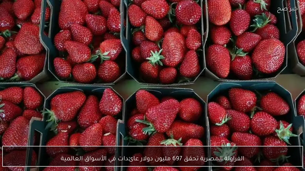 الفراولة المصرية تحقق 697 مليون دولار عائدات في الأسواق العالمية